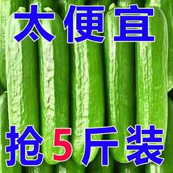 寿光新鲜现摘小黄瓜嫩青瓜生吃脆甜多汁爽口新鲜蔬菜零食蘸酱佳品