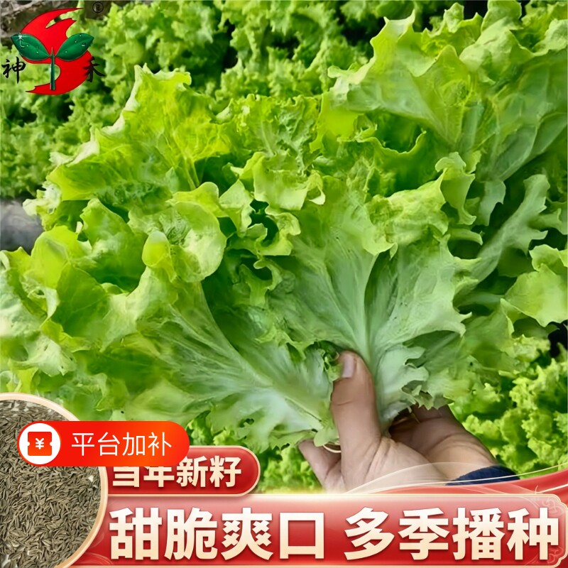 甜脆菜籽玻璃生菜种子阳台多季盆栽莱种蔬菜孑白菜茼蒿秋季大叶
