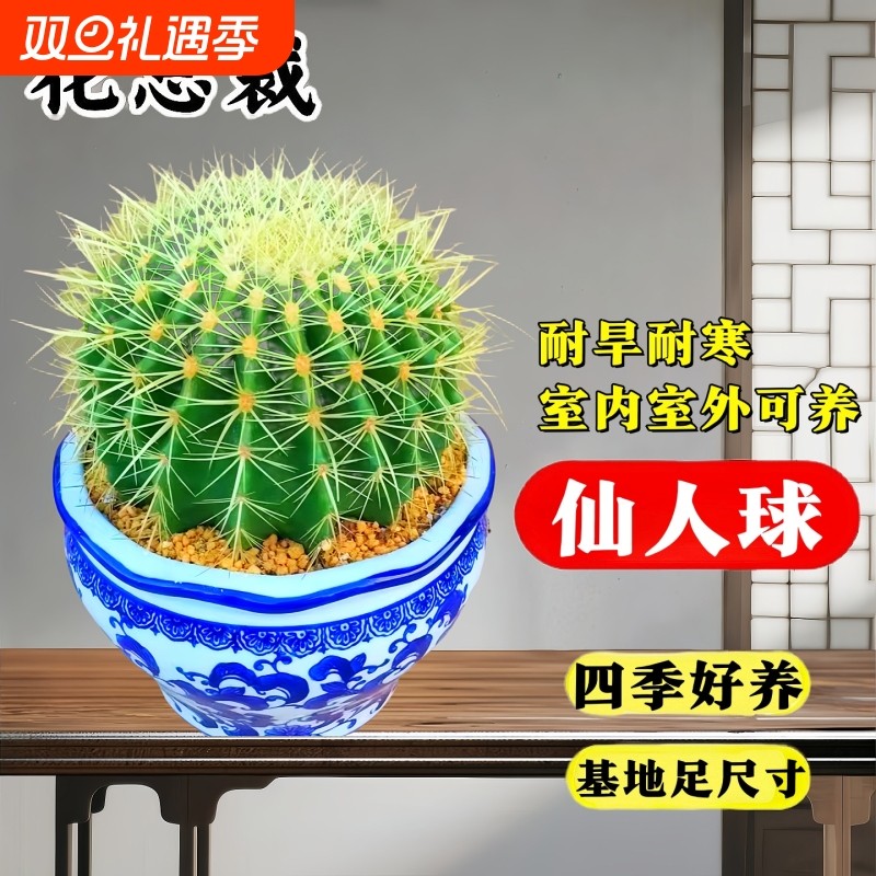 大金琥仙人球盆栽仙人掌科多肉植物绿植金虎带盆办公室好养活室内