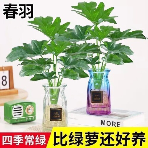 春羽绿植室内桌面水培植物