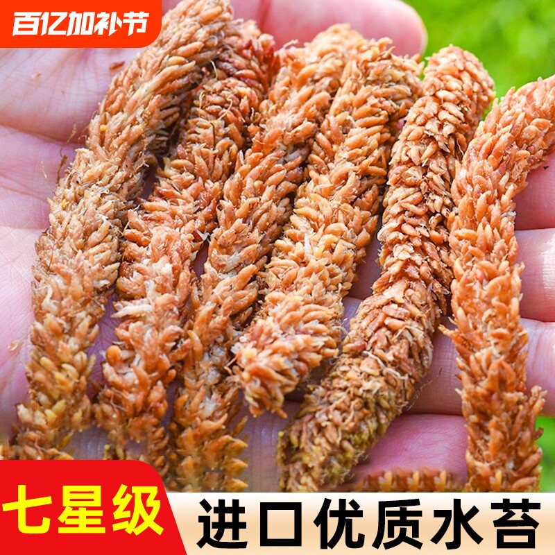 进口智利毛毛虫水苔蝴蝶兰营养土养花多肉植物基质苔藓花土壤兰花