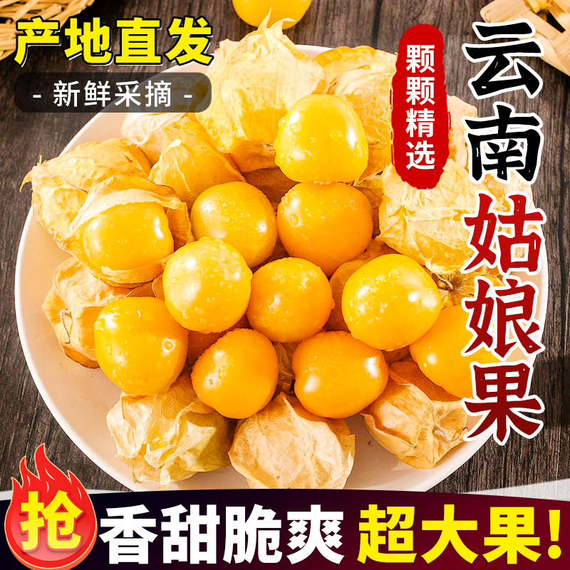 云南姑娘果特大果3斤新鲜水果菇娘现摘现发黄薄皮茑灯笼特产金灯,水产肉类/新鲜蔬果/熟食,菇娘果/灯笼果,淘宝优惠券,粉丝福利购,淘宝优惠卷