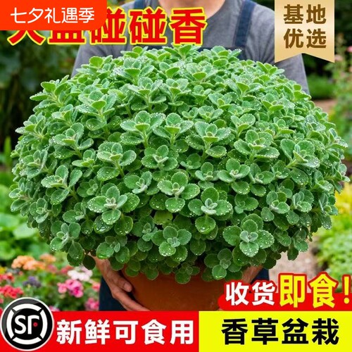 碰碰香盆栽室内多肉植物薄荷驱蚊草花卉净化空气绿植一抹香可食用