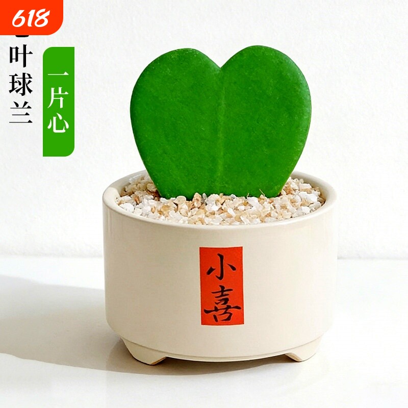 心叶球兰盆栽多肉植物大苗室内办公室桌面心形绿植花卉办公桌陶瓷