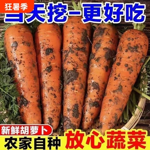 新鲜现挖胡萝卜当季新鲜时令蔬菜农家自种带泥生吃红萝卜5斤整箱