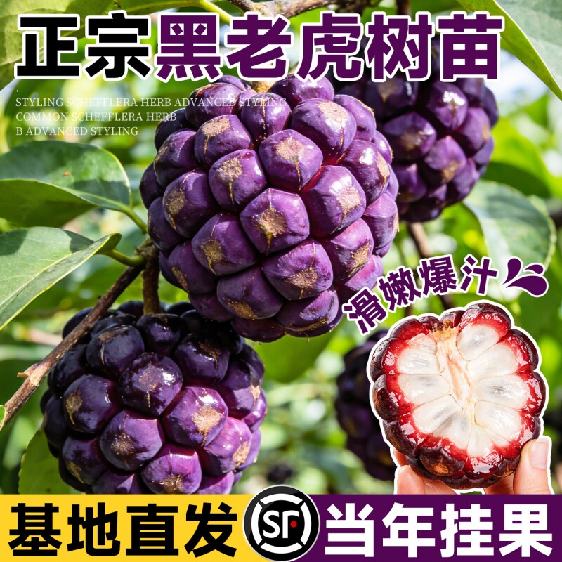 黑老虎树苗紫黑布福娜果苗大血藤果盆栽地栽爬藤当年结果恶魔果实