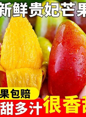 精选一级果攀枝花贵妃芒新鲜芒果当季水果树上熟贵妃辣椒芒甜心芒