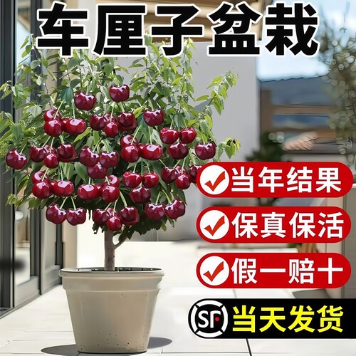 正宗车厘子树苗樱桃树苗庭院别墅盆栽地栽南北方种植嫁接果树果苗