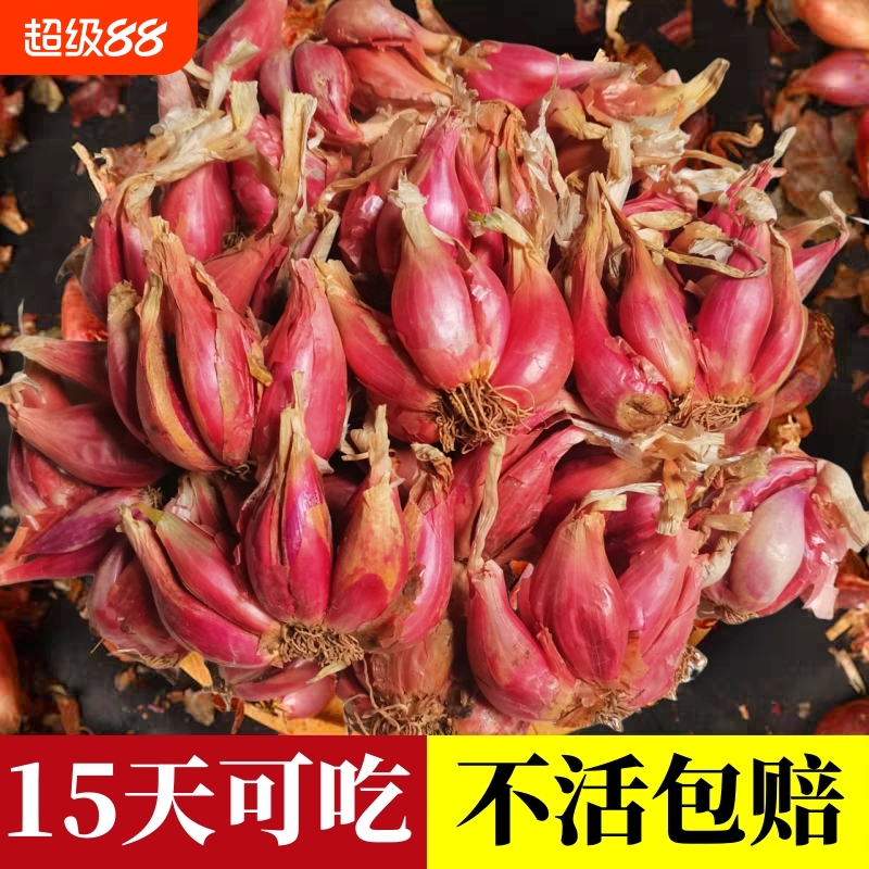 四季种植小香葱红葱头种子籽