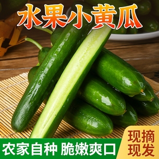 寿光蔬菜水果黄瓜新鲜生吃小黄瓜脆嫩青瓜荷兰旱黄瓜无刺现摘5斤