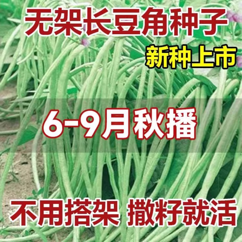 【新种上市】无架长豆角种子不搭架懒人豆角种籽高产农家蔬菜种子