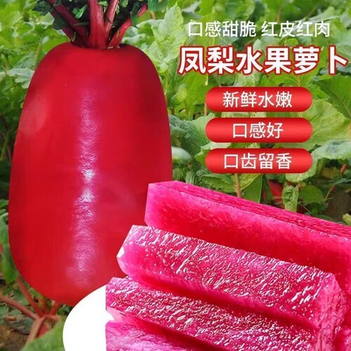 凤梨水果萝卜种子红皮红肉