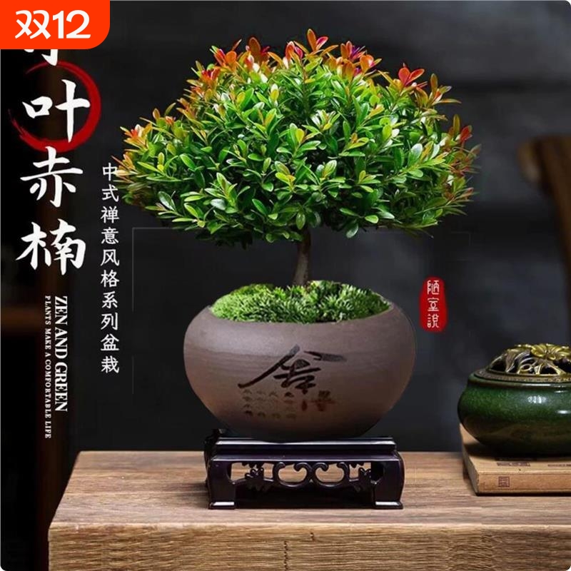 小叶赤楠盆栽绿植四季常青