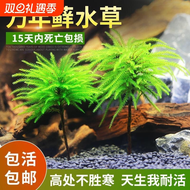 万年藓鱼缸造景水草植物雨林缸水培真草蜈蚣草绿菊花固定淡水好养