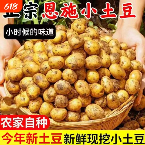 正宗恩施小土豆现挖新鲜