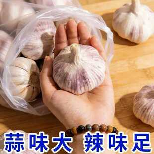 山东金乡正宗紫白皮干大蒜大蒜头新鲜农家直发【保质保量】