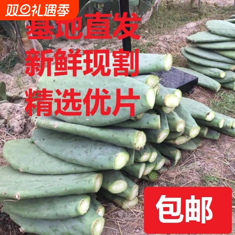 仙人掌食用内服外敷灌肤类多肉植物盆栽室内种植嫁接榨汁饮品养生