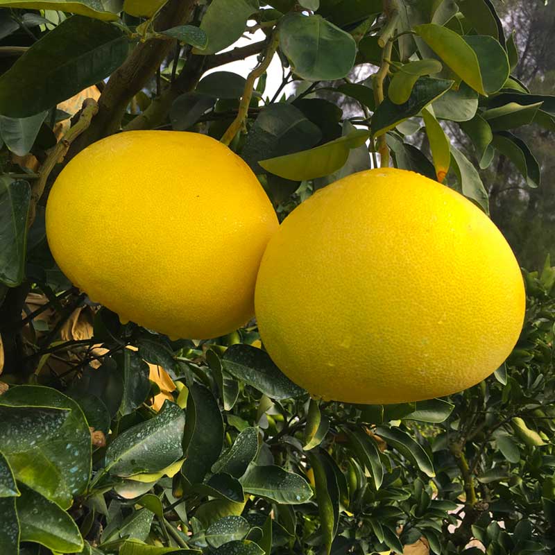 玉环文旦现摘现发2个装