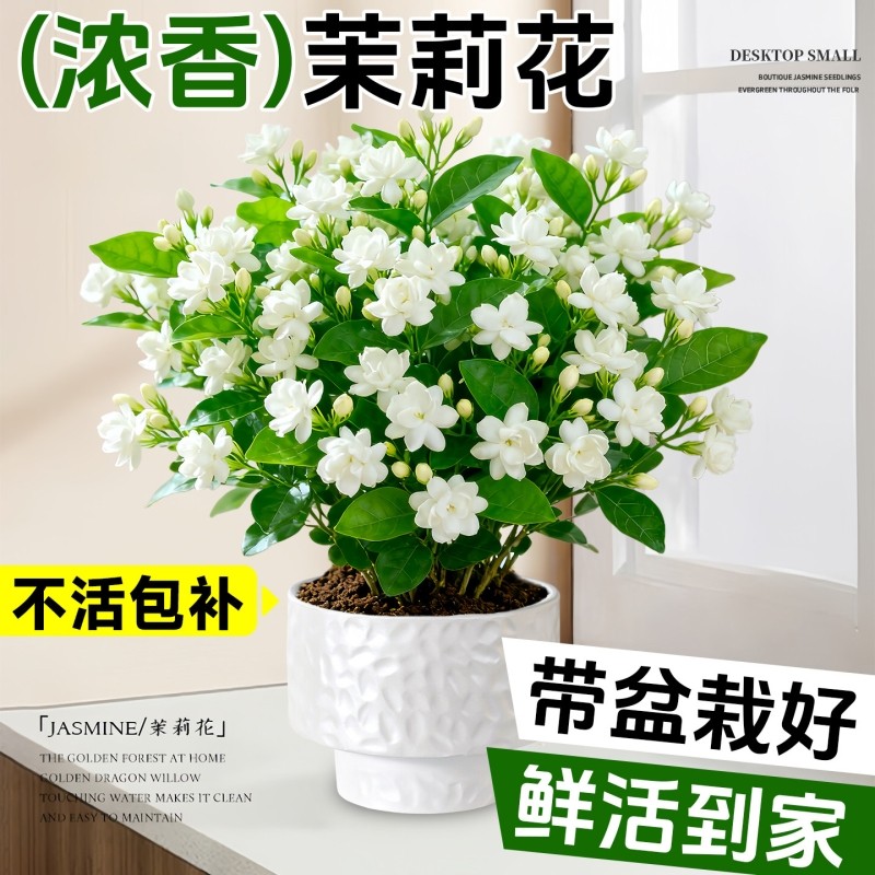茉莉花盆栽带花苞四季开花卉绿植树苗老桩水培植物室内好养客厅