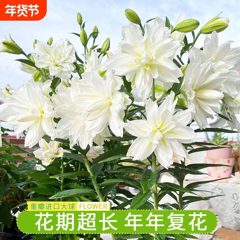 重瓣香水百合花种球四季开花好养易活盆栽花卉绿植室内花种子花期