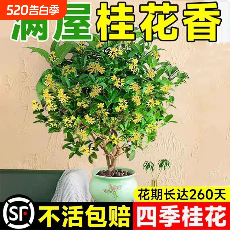 桂花盆栽树苗四季桂可食用开花不断室内阳台庭院浓香型花卉植物