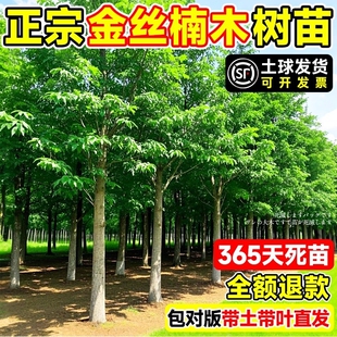 四川正宗金丝楠木树苗盆栽小叶南木南北方种植大树庭院名贵风景树