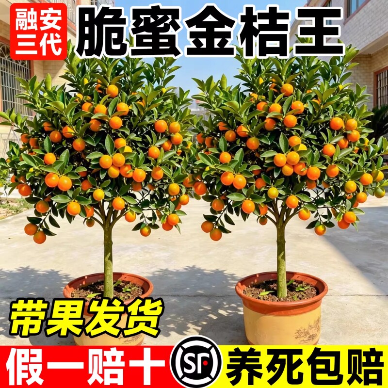 金桔树盆栽树苗可食用果树四季带果脆皮橘子果苗种植脆蜜砂糖橘图片