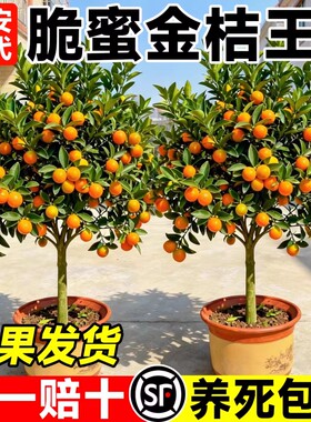 金桔树盆栽树苗可食用果树四季带果脆皮橘子果苗种植脆蜜砂糖橘