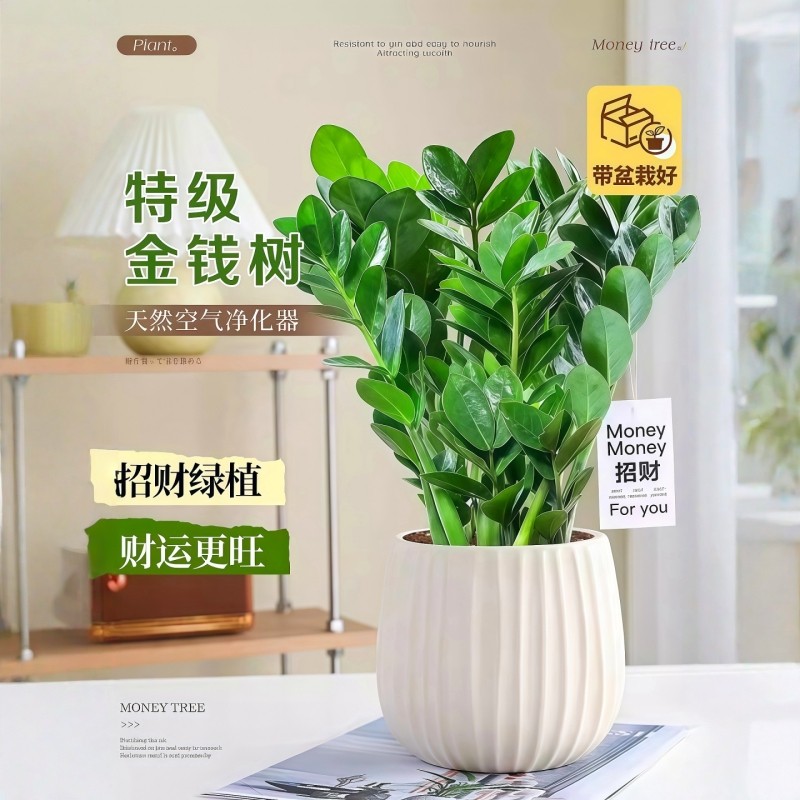 特级金钱树桌面绿植招财植物发财树桌面盆栽摇钱树办公室净化易活