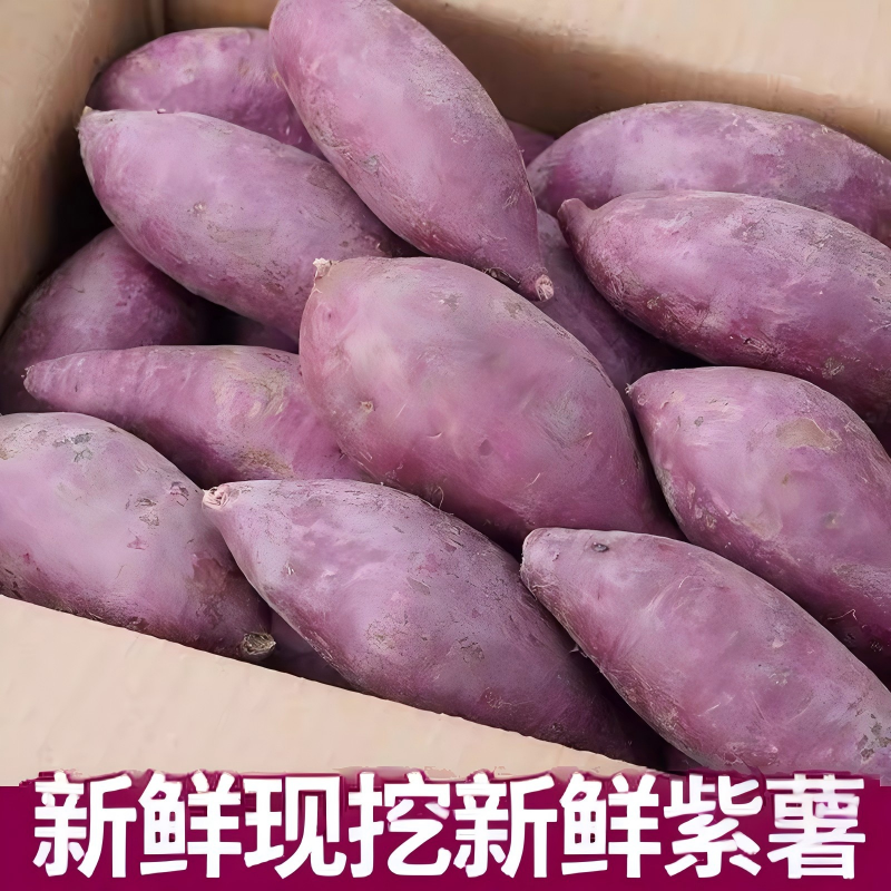 紫薯新鲜板栗红薯番薯山芋烟薯香薯蔬菜农家自种地瓜蜜薯糖心,水产肉类/新鲜蔬果/熟食,番薯,淘宝优惠券,粉丝福利购,淘宝优惠卷