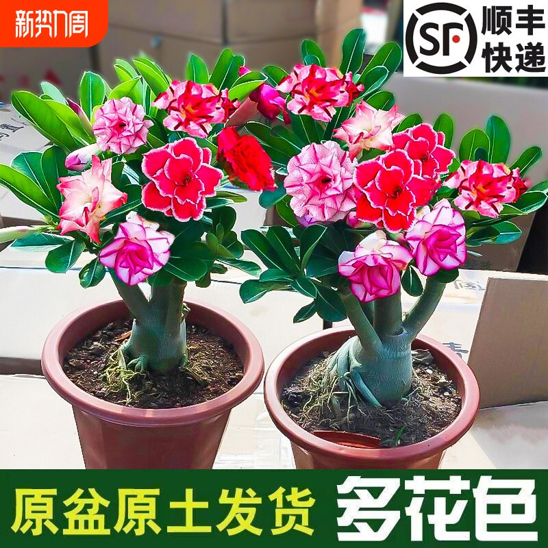 重瓣沙漠玫瑰多肉小盆景老桩室内开花苗盆栽四季好养花卉绿植物