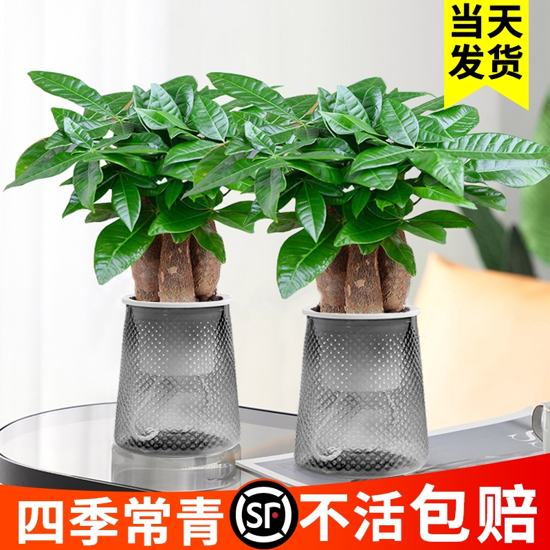 发财树盆栽植物室内办公