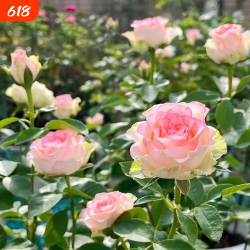 耐寒香水玫瑰花苗老桩盆栽玫瑰四季开花室内外阳台盆栽花卉玫瑰