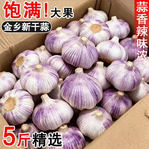 干蒜大蒜蒜头2026年金乡新干干紫皮蒜产地特大果新鲜自提当季
