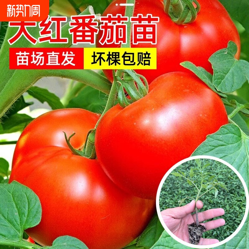 寿光西红柿粉番茄秧苗洋柿子旺斯蔬菜苗阳台四季种植樟树薄皮沙瓤