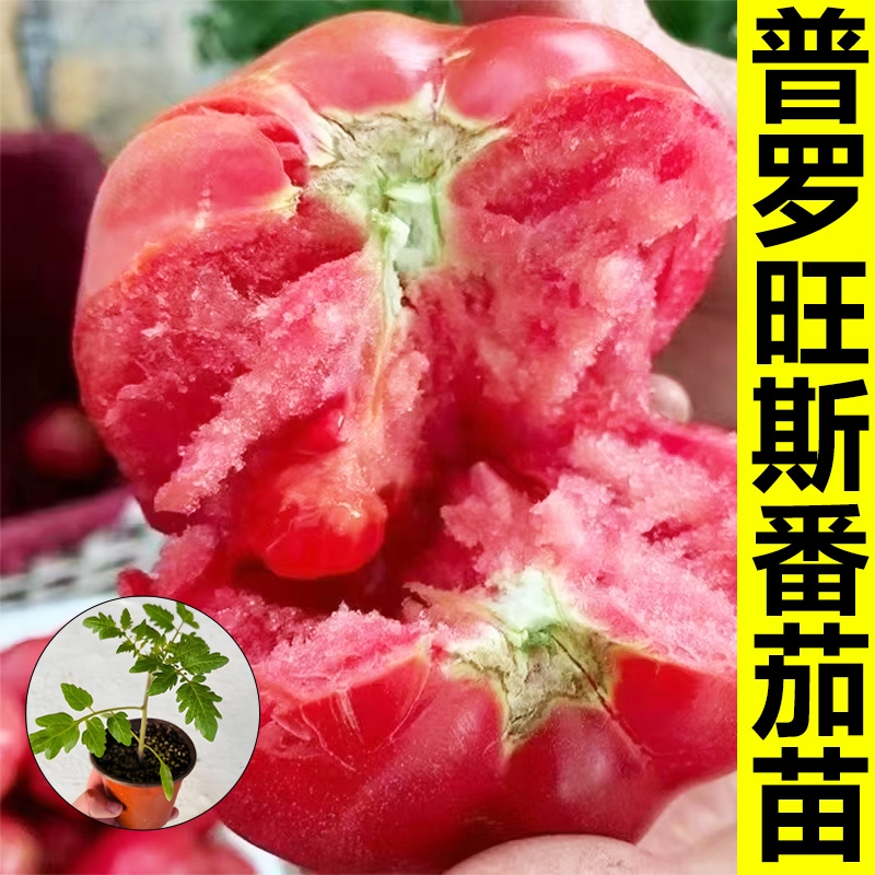 普罗旺斯西红柿苗秧大果沙瓤大粉嫁接番茄老品种山东寿光草莓蕃茄