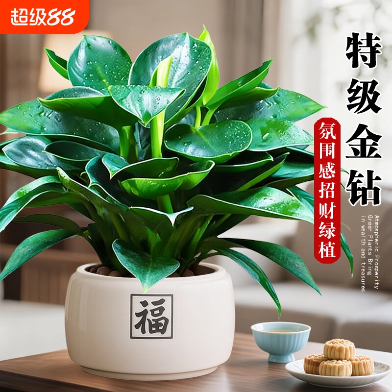 金钻绿萝盆栽绿植铂金钻箩水培植物多肉室内懒人好养花卉客厅桌面