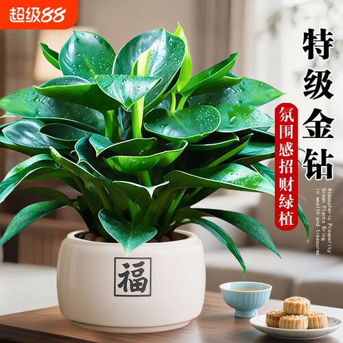 金钻绿萝盆栽绿植铂金钻箩水培植物多肉室内懒人好养花卉客厅桌面