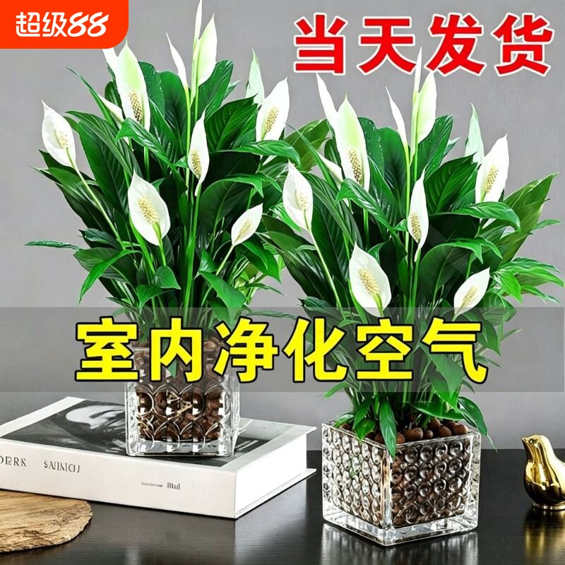 白掌盆栽净化空气水培植物绿萝箩花卉绿植红掌吸除室内甲醛发财树