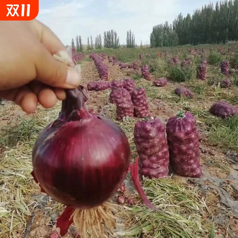 蔬菜果蔬紫皮圆葱洋葱紫皮洋葱农家自种紫皮洋葱精品圆葱