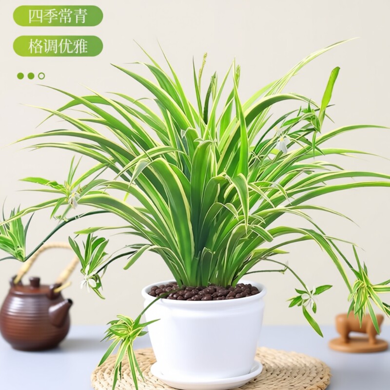 金边吊兰盆栽水培植物大盆吸甲醛办公室内好养花卉垂吊桌面绿植物