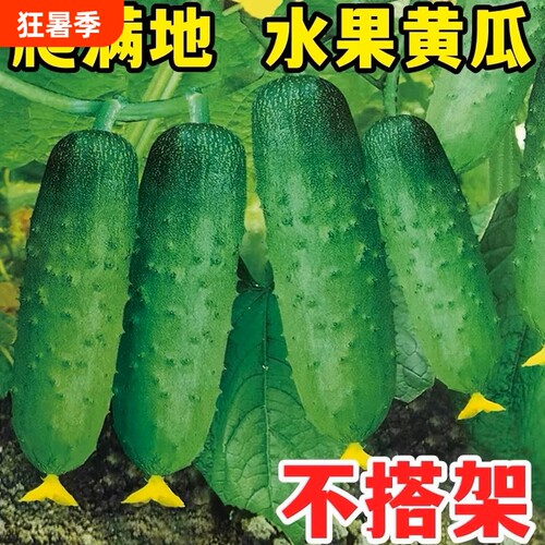 满地爬黄瓜种子春秋四季黄瓜种籽旱青瓜阳台盆栽蔬菜种孑大全