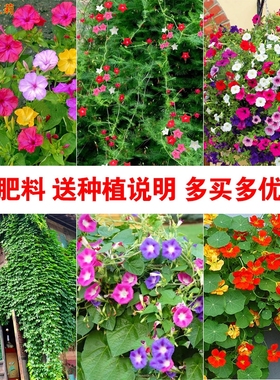 牵牛花种子喇叭花室外爬藤墙四季播种开花盆栽易活旱金莲花种籽孑