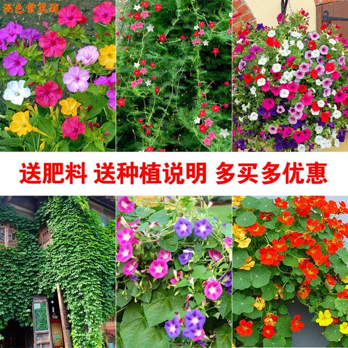 牵牛花种子四季播种爬墙易活花卉