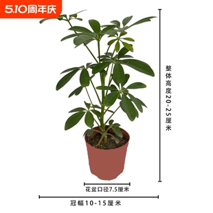鸭脚木七叶莲八方来财盆景室内绿植四季 常青盆栽客厅办公桌卫生间