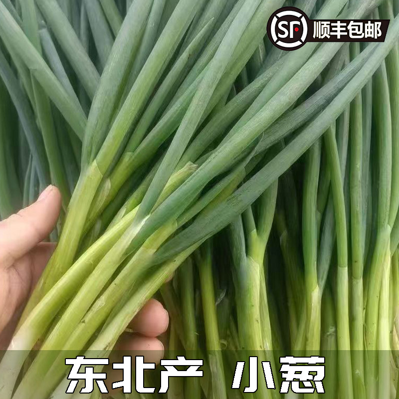 发顺丰东北小葱蘸酱菜细香葱四季小香葱根苗葱现挖信息蔬菜佐料
