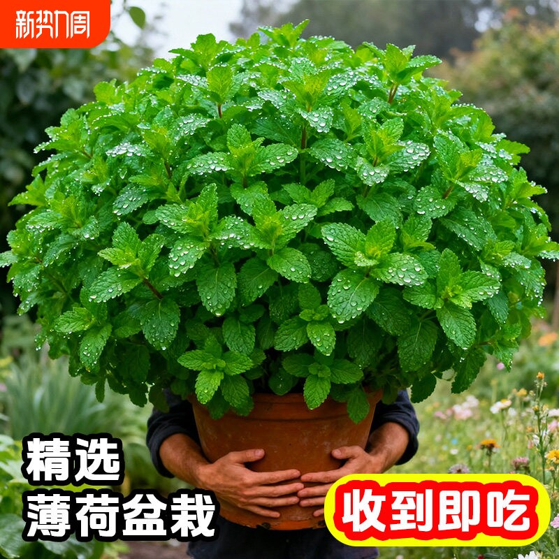薄荷盆栽可食用新鲜薄荷叶迷迭香用香草植物可水培室内驱蚊好养活