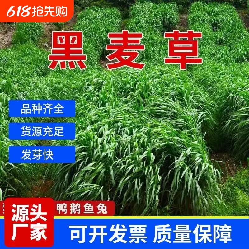 黑麦草种籽子种四季多年生牧草种籽鸡鸭鱼草种子菊苣大叶玉米高产