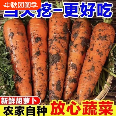 山东胡萝卜红萝卜新鲜现挖萝卜可生吃农家自种健康蔬菜脆甜旗舰店