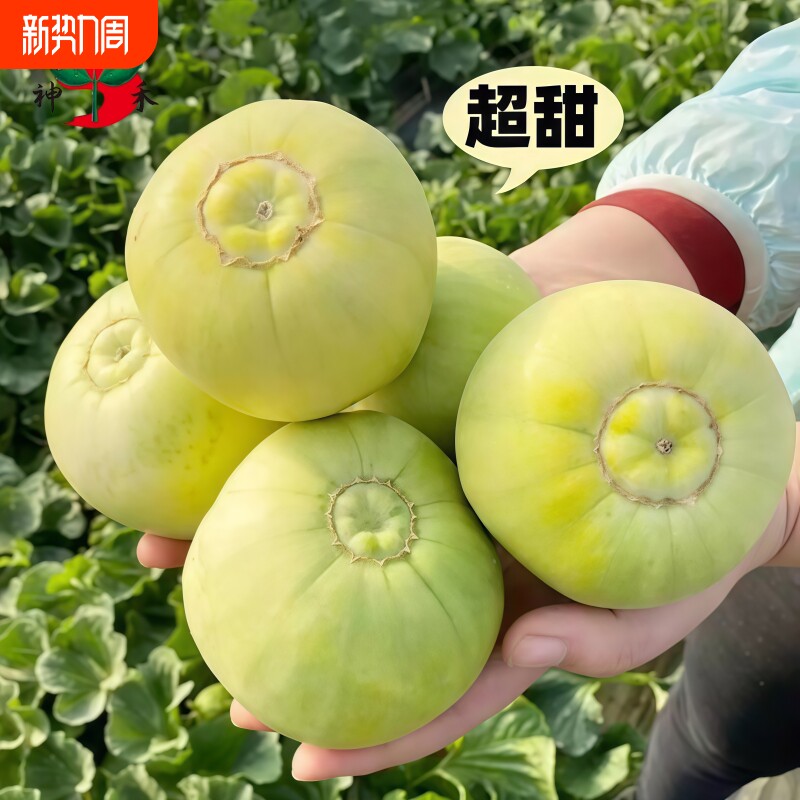 正宗日本甜宝甜瓜种子早熟蔬菜大全阳台春秋盆栽庭院大田瓜果种子